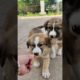 #cutest #puppies get #adopted