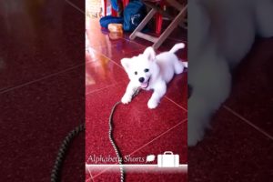 🐕️cutest puppy barking and funny puppy#shorts #viral #trending #puppy#funny #4k_status