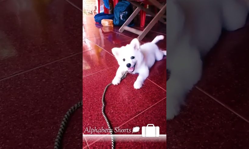 🐕️cutest puppy barking and funny puppy#shorts #viral #trending #puppy#funny #4k_status