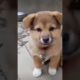cutest puppy barking🐕🐕 ❤ beautiful barking🐕 ❤❤
