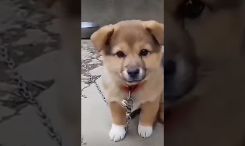 cutest puppy barking🐕🐕 ❤ beautiful barking🐕 ❤❤