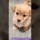 cutest puppy barking------❤ beautiful puppy------❤ #puppy #viral #short #shorts #puppies