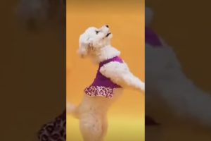 cutest puppy dance beautiful puppies happy puppy trending shorts viral short