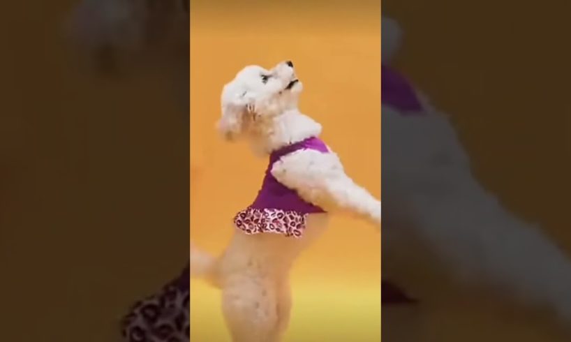 cutest puppy dance beautiful puppies happy puppy trending shorts viral short