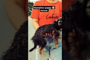 homeless puppy on a busy road | rescue animal | puppy video | #puppy #dog #short  #animals #shorts