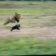 hyena left her cubs in front of lion | #shorts #facts #animals