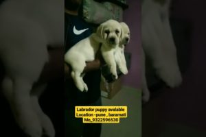 lab puppy | lab wrinkal face |#puppy #dogs #pets #animals #ytshorts #feed #viral