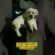 lab puppy | lab wrinkal face |#puppy #dogs #pets #animals #ytshorts #feed #viral