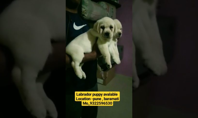 lab puppy | lab wrinkal face |#puppy #dogs #pets #animals #ytshorts #feed #viral