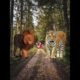 lion vs all animal tiger vs all animal lion vs tiger lion song elephant jaguar #shorts #viral #short