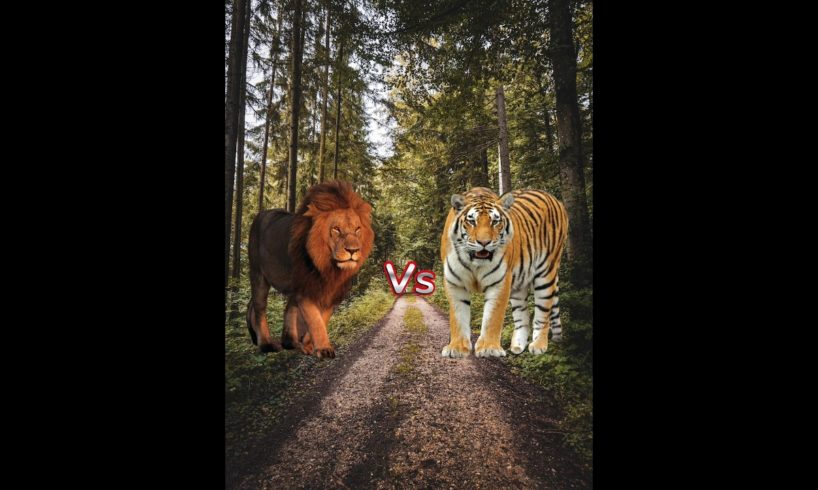 lion vs all animal tiger vs all animal lion vs tiger lion song elephant jaguar #shorts #viral #short