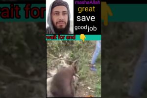 mashaAllah, great save #viral #youtubeshorts #rescue #shortsviral #shortsfeed #shorts #animals