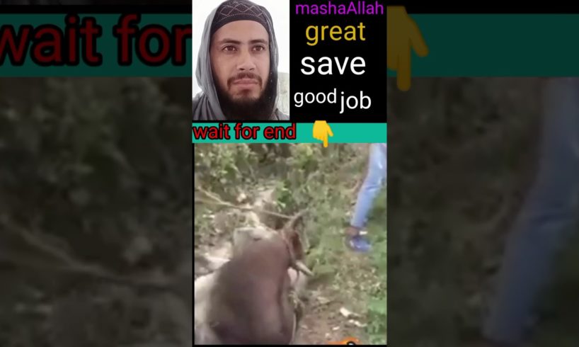 mashaAllah, great save #viral #youtubeshorts #rescue #shortsviral #shortsfeed #shorts #animals