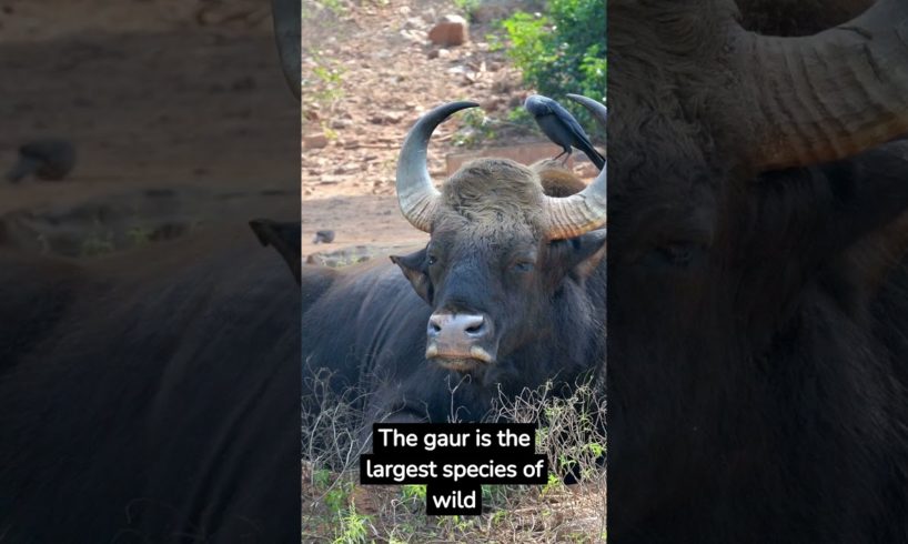 mind blowing facts about animals crazy facts