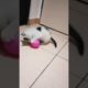 my kitten is playing 🏀 #trend #viral #animals #foryou #shortsvideo #cat #play #song #shorts #kitten