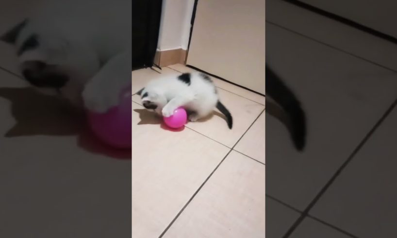 my kitten is playing 🏀 #trend #viral #animals #foryou #shortsvideo #cat #play #song #shorts #kitten