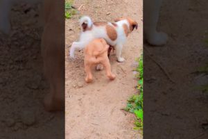 puppies playing | cute puppy funny moment #4kviral #shorts