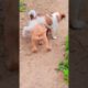 puppies playing | cute puppy funny moment #4kviral #shorts