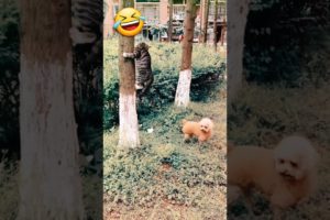 so funny animals 🤣 playing dog&cat🐶🐱#ytshortspet viral