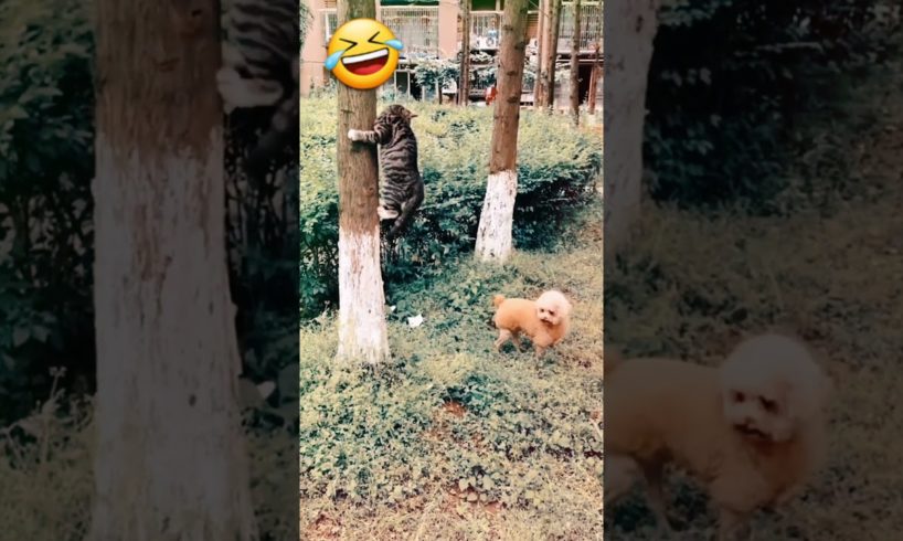 so funny animals 🤣 playing dog&cat🐶🐱#ytshortspet viral