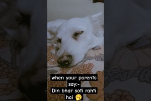 so jao guyss #dog #viral #adorabledog #doglover #puppyvideos #petowner #funnymeme #memes #cute