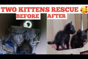 stray kitten rescue | heartwarming animal rescues | two kittens rescue | kittens rescue | #cat #cats