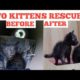 stray kitten rescue | heartwarming animal rescues | two kittens rescue | kittens rescue | #cat #cats