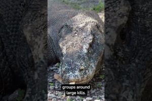 top mind blowing facts about komodo dragon | crazy facts | amazing facts in english