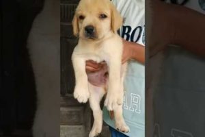 #viral #cutest #puppy #shortvideo #shortfeed #supportme