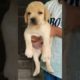 #viral #cutest #puppy #shortvideo #shortfeed #supportme