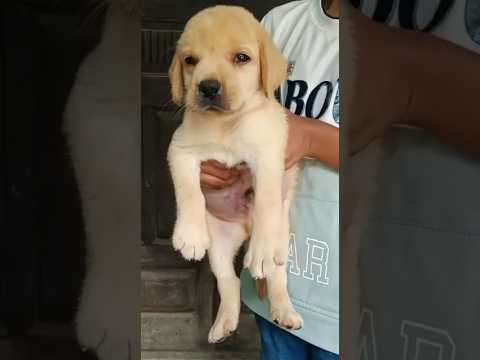 #viral #cutest #puppy #shortvideo #shortfeed #supportme