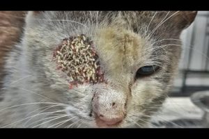wOWW !! You Won't Believe What Happened When I Found This Stray CAT ANIMAL RESCUE 2023