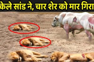 अकेले सांड ने, चार शेर को मार गिराया | Wild Animals Fight In Hindi | Jungle Inside