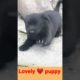 क्यूट क्यूट puppy#funny dog#4kviral#shorts