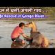 जंगली कुत्तों के बीच फसी लील गाय || Animal rescue || wild cow rescue in Ganga River