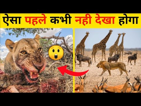 जानवरों की ऐसी लड़ाई देखी नहीं होगी 😲 | Animal Fight #wildfacts