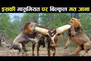 बाप रे शेर की भी जान ले ली Craziest Fights of Wild Animals | Animal Fights