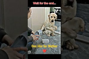 मां का प्यार ❤️❤️❤️ #shorts #doglover #dog #pet #dogvideo #cutedog #oscar #jerry #viral