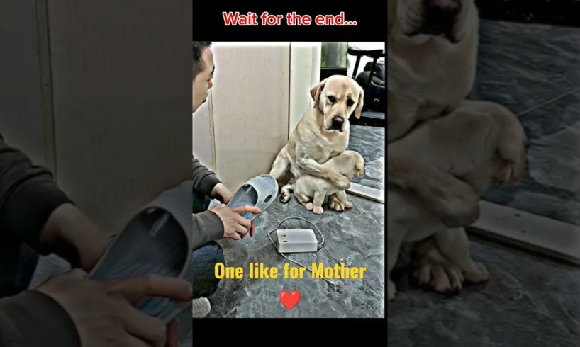 मां का प्यार ❤️❤️❤️ #shorts #doglover #dog #pet #dogvideo #cutedog #oscar #jerry #viral