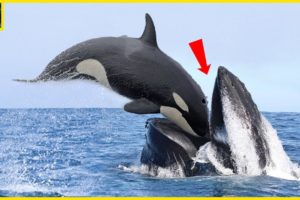 10 Brutal And Deadliest Marine Animal Battles