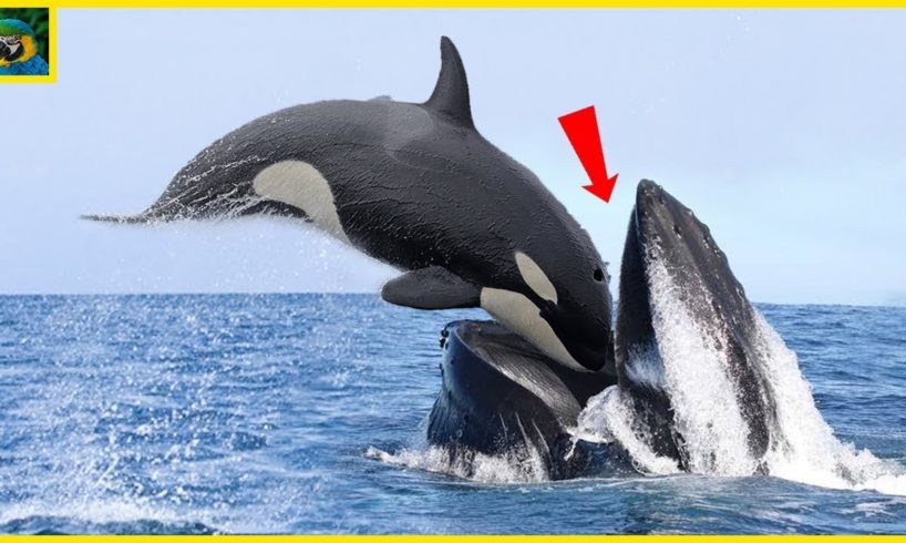 10 Brutal And Deadliest Marine Animal Battles