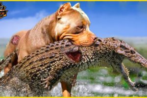10 Brutal Moments Crocodile Is Injured While Challenging Fierce Pitbulls | Animal Fights