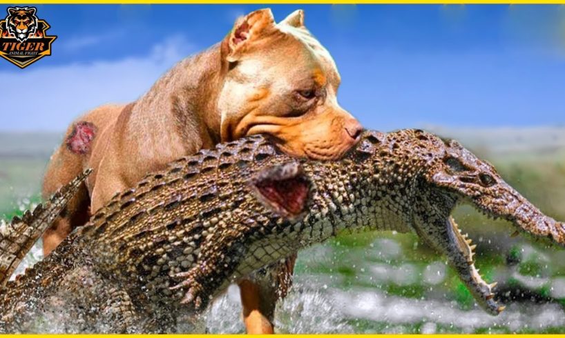 10 Brutal Moments Crocodile Is Injured While Challenging Fierce Pitbulls | Animal Fights