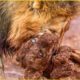 100 Brutal Moments Lion vs Hyena Fight To Dea.th | Nature Documentary