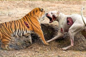 100 Times Animals Messed With The Wrong Opponent !