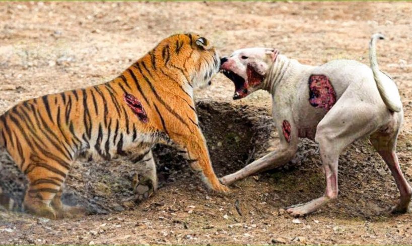 100 Times Animals Messed With The Wrong Opponent !