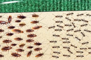 1000 Cockroaches Versus 1000 Ants... Who Will Win?