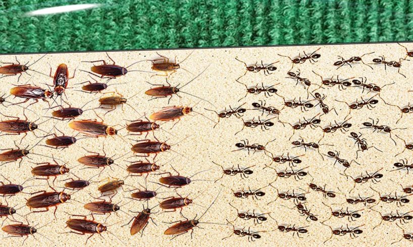1000 Cockroaches Versus 1000 Ants... Who Will Win?
