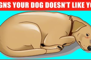 14 Signs Your Dog Doesn’t Love You (Even if You Think They Do)