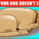 14 Signs Your Dog Doesn’t Love You (Even if You Think They Do)
